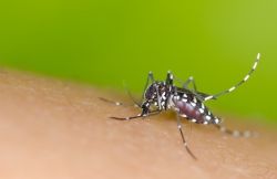 Dengue, Chikungunya e Zika - o que você precisa saber?